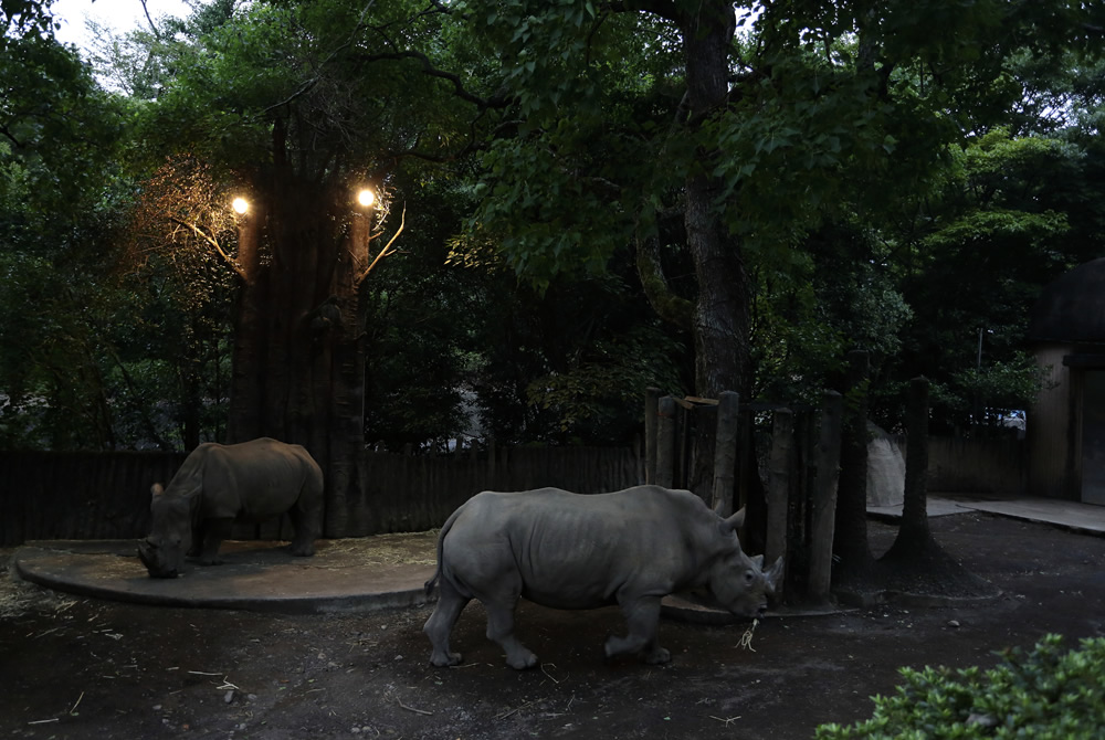 夜の動物園③