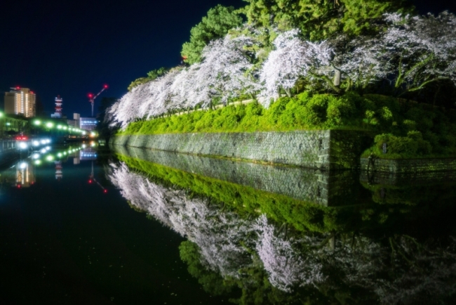 駿府城公園桜のライトアップ